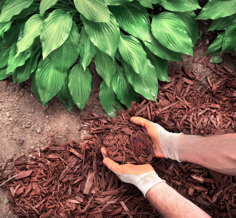 Valorisation bois et branches JBlagage